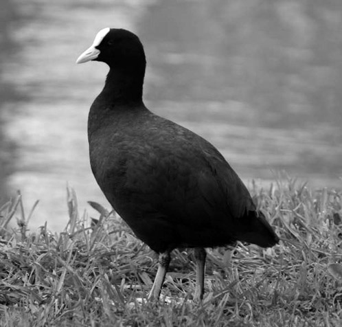 Crna liska (fulica atra)